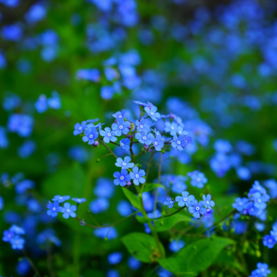 Forget-Me-Not Indigo Blue Seeds