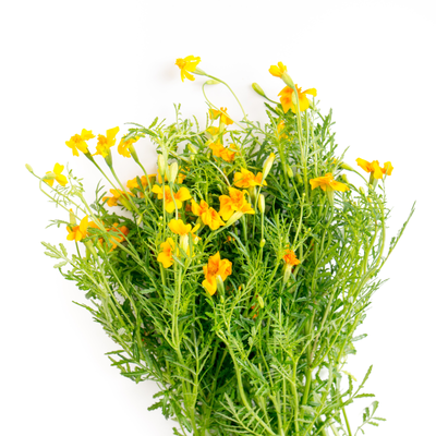 Marigold Starfire Mix - Seeds